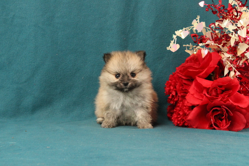 puppy, for, sale, Pomeranian, Matthew B. Stoltzfus, dog, breeder, Gap, PA, dog-breeder, puppy-for-sale, forsale, nearby, find, puppyfind, locator, puppylocator, aca
